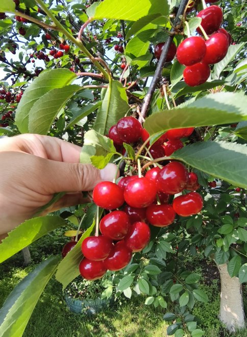     ,  ,   .  ,   ֳ- 150/   ,    ,  