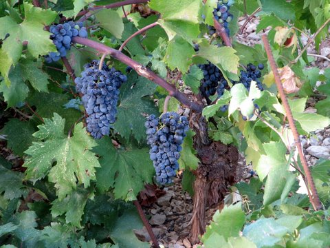 "��� ��������"