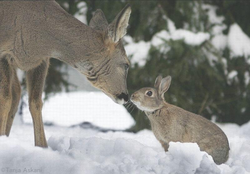 What an incredible photographer to have caught these shots.