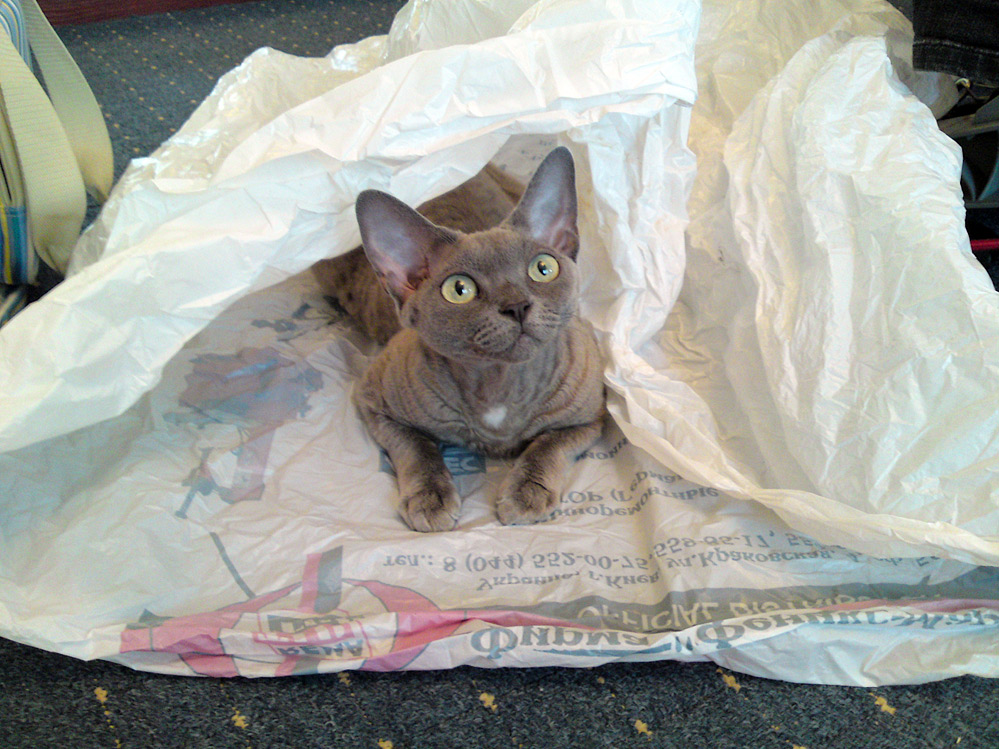 ������ ������ ��� �������, - ������ ���������.����, ���� ������ � ������������ �������� ������