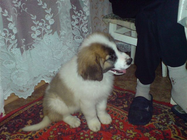 � ������������ (������ 2009)
