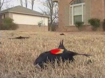 ������������ ������ �������, ��� ��������� ����� ������������ � ����� ��������, ��� � ���������� ���� �� ����� ���� � ���� ����� ������ ������ �������.�� ������ ������������� �������� �� ����� ������� � ����������� ��������� ����� ����, ���� ������������ �������, ��-��������, ������� �������� �����������, ������ ������� �����, � ����� ������������ � ������� � ���������� ���������, �������� BBC