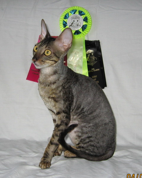     http://cornish-rex-natali.narod