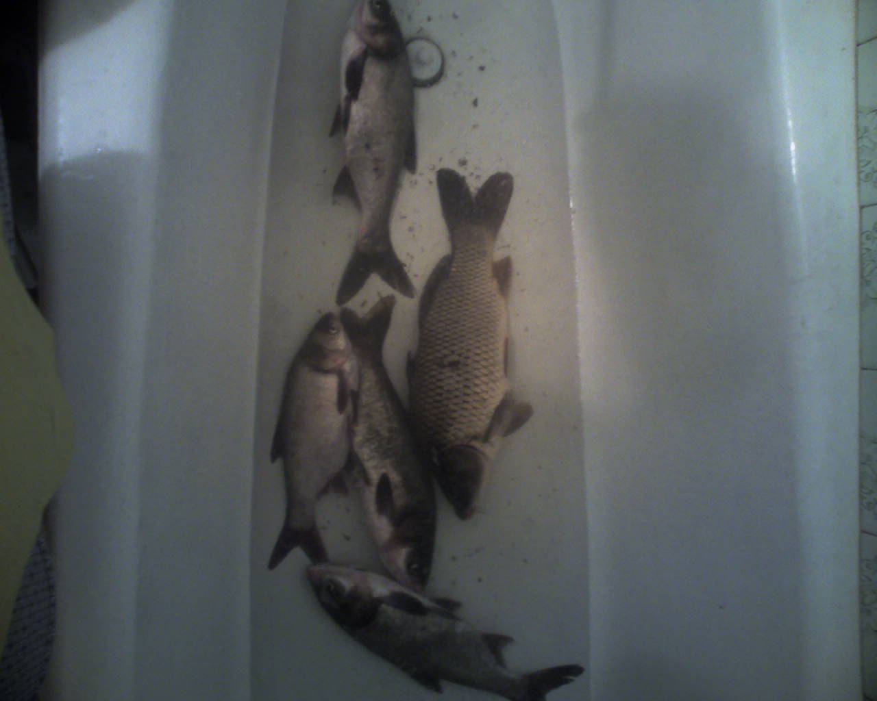 ������� .���� �� ���� �������,�� �������